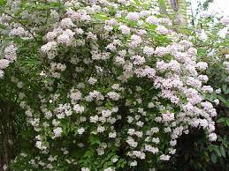 Image result for Kolkwitzia