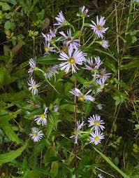 Image result for Aster chimanimaniensis