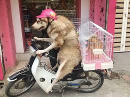Yeah1 Pets - Xe bắt chó tới đây😂😂 | Facebook