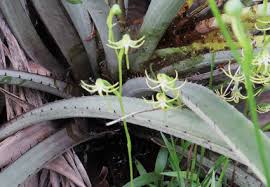 Image result for Habenaria laurentii