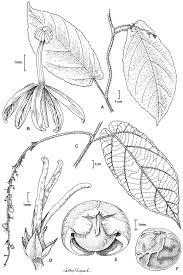 Image result for Tragia rupestris