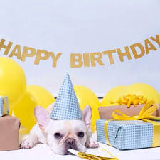 France Happy Birthday Wishes In French Whoopee Another Birthday French Bulldog Mvia Batpig Me Tumble It Bulldog Happy Birthday Dog First Birthday Happy Birthday Puppy