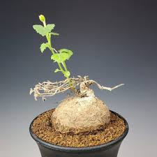 Image result for Trochomeria macrocarpa