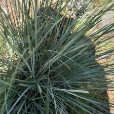Image result for Cymbopogon caesius