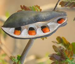 Image result for Fernandoa abbreviata