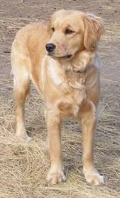 If you are looking to adopt or buy a golden retriever take a look here! Front View A Miniature Golden Retriever Is Standing In Straw And Looking To The Left Miniature Golden Retriever Golden Retriever Mini Golden Retriever