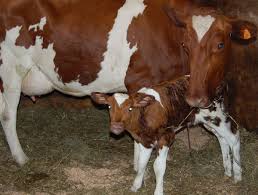 Pin By Angela Tucker On Cows And More Cows Cow Calf Holstein Cows Cow