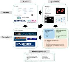 Vieta žemėlapyje tay ibrahim & partners. Ncrna Free Full Text Approaches To Identify And Characterise The Post Transcriptional Roles Of Lncrnas In Cancer Html