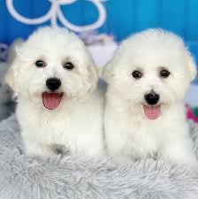 The Lovely Pets Singapore | Singapore Singapore