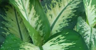 Download lagu janda merana mp3 gratis dalam format mp3 dan mp4. Tanaman Hias Berdaun Indah Daun Bahagia Dieffenbanchia Amoena Planter And Forester