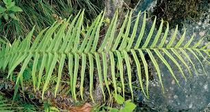 Image result for Pteris vittata