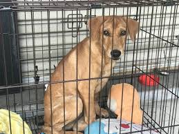 When you choose to adopt a pet, you save lives. Dogs Cats For Adoption And Sale In Malaysia Adopt Cute Puppies Kittens Or Foster Rescued Animals Petfinder My