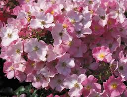 Ungefullte Rosen Naturlich Schon Bodendeckerrosen Tom Garten Kletterrosen