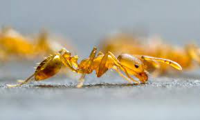 Tubuh, fungsi, dan gerakannya untuk pengembangan motorik kasar dan motorik halus. Serangga Semut Semua Tentang Semut Semut Merah Berapi Api