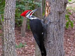 صورة لأحد أنواع نقار الخشب Woodpecker Backyard Birds Birds
