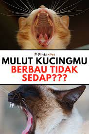 Kucing yang kita maksud disini adalah kucing domestik atau setiap ras tersebut mempunyai ciri khusus yang berbeda satu sama lain. Beberapa Penyakit Mulut Pada Kucing Kucing Dokter Hewan Hewan Peliharaan