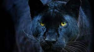 Il felino, presumibilmente scappato dalla villa di un boss di san severo, è stato avvistato nei giorni scorsi nelle campagne di castellana grotte. Qbhe7xenzul6mm