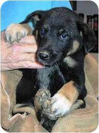 Ckc registered german shepherds five hundred and fifty dolla 229.47 miles. Charlottesville Va German Shepherd Dog Meet Eve A Pet For Adoption