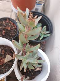 Image result for Secamone alpini