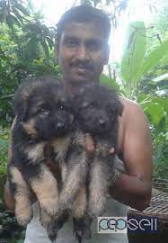 We did not find results for: Gsd Puppies For Sale Palakkad Free Classifieds