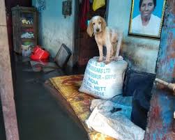 Get a homeagain microchip for pets & join our membership program that enhances a pet microchip with safety & wellness benefits. India S Biggest Pet Rescue Operation In Kerala Floods Bbc News