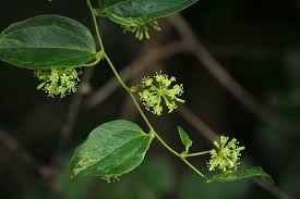 Image result for Smilax anceps