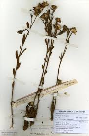 Image result for Gnidia kraussiana