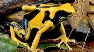 Maybe you would like to learn more about one of these? Poison Dart Frog Pictures National Geographic
