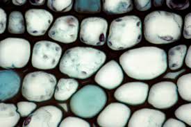 Maybe you would like to learn more about one of these? Learn About Plant Cell Types And Organelles