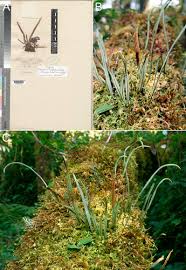 Image result for Grammitis cryptophlebia