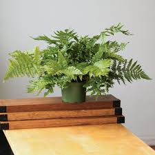 Image result for Dryopteris