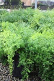 Image result for Asparagus natalensis