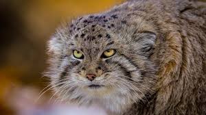 ‪Pallas's Cats - Wilder Institute/Calgary Zoo‬‏