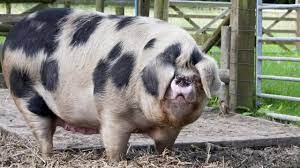 Gloucestershire old spots for sale. Gloucester Old Spot Pigs Outdoor Enthusiasts Youtube