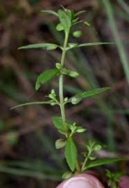 Image result for Bacopa floribunda