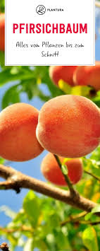 Pfirsichbaum Alles Vom Pflanzen Bis Zum Schnitt Plantura Pfirsichbaum Pflanzen Pfirsich