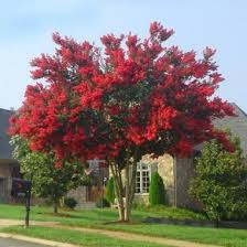 Top 35 Fastest Growing Trees Fast Growing Trees Crape Myrtle Ornamental Trees