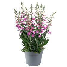 Image result for Digitalis purpurea