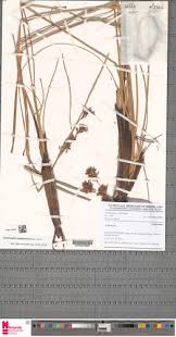 Image result for Fimbristylis complanata