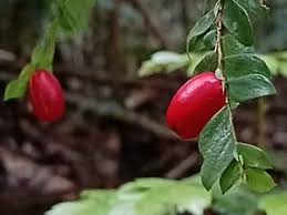 Image result for Anisophylleaceae