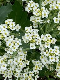 Image result for Crambe hispanica
