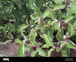 Image result for Pouzolzia mixta