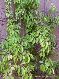 Image result for Parthenocissus
