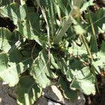 Image result for Launaea intybacea