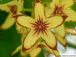 Image result for Cola greenwayi