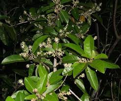 Image result for Croton inhambanensis