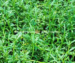 Image result for Sesuvium portulacastrum