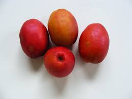 Image result for Anisophyllea