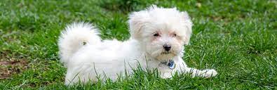 Maltese is a toy dog breed that does not get bigger than 7 to 12 inches in height and 8 pounds in weight. Maltese Puppies For Sale My Pet Needs That
