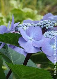 Image result for Ozoroa macrophylla